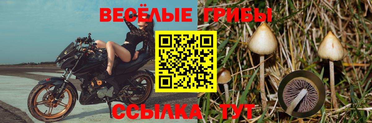 Галлюциногенные грибы GOLDEN TEACHER Тавда